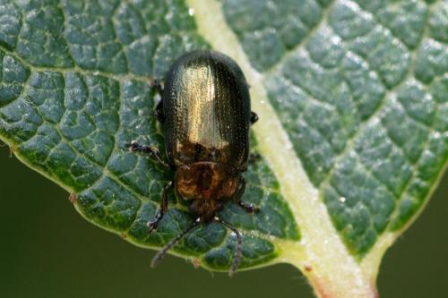 Phratora sp.