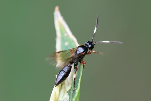 Réf. 311 100 : Cratichneumon sp.