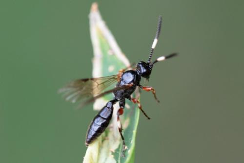 Réf. 311 099 : Cratichneumon sp.