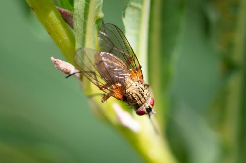 Phaonia angelicae