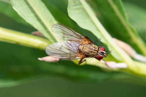 Phaonia angelicae