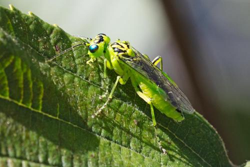 Réf. 311 106 : Rhogogaster chlorosoma