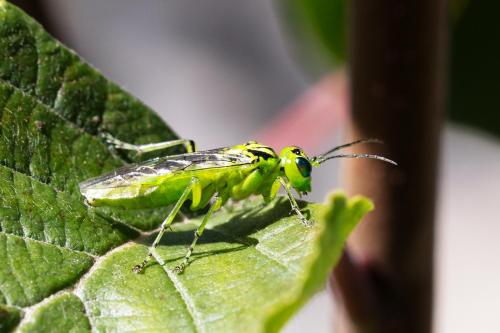 Réf. 311 107 : Rhogogaster chlorosoma
