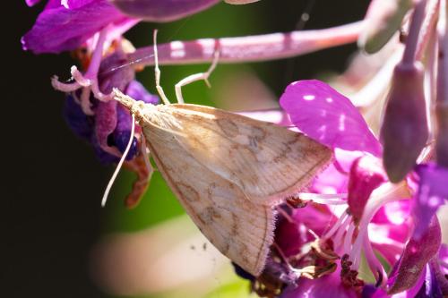 Udea lutealis