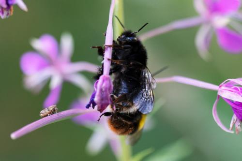 Bombus soroeensis