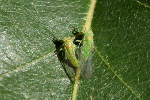Psylla alni
