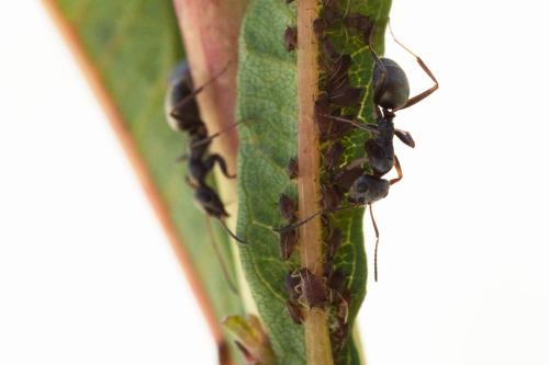 Aphis salicariae