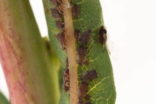 Aphis salicariae