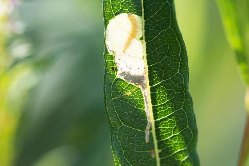 Mompha raschkiella