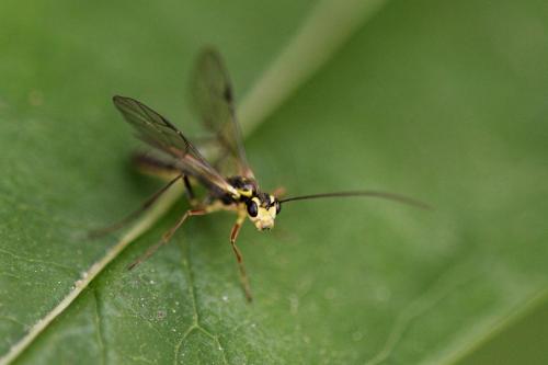 Tryphoninae