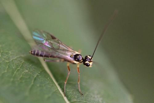 Tryphoninae