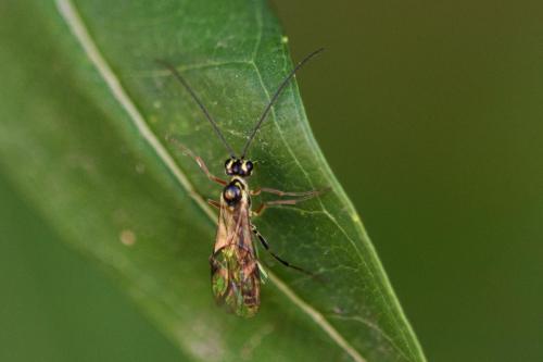 Réf. 311 338 : Tryphoninae inconnu