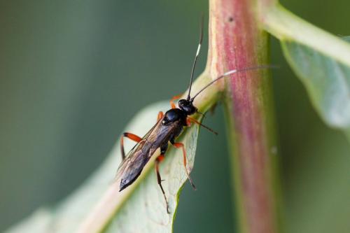 Platylabus sp.