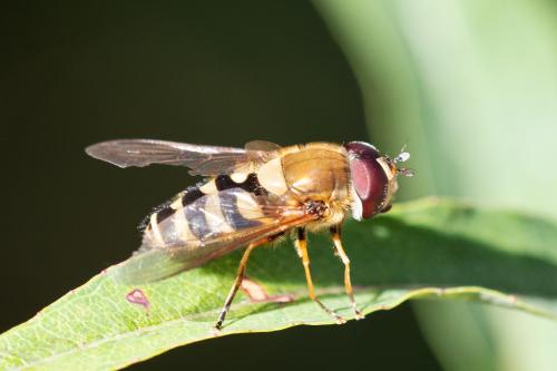 Réf. 311 374 : Syrphus torvus