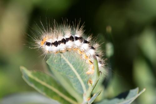 Réf. 311 385 : Acronicta euphorbiae