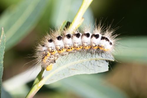 Réf. 311 384 : Acronicta euphorbiae