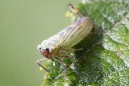 Réf. 311 427 : Sagatus punctifrons