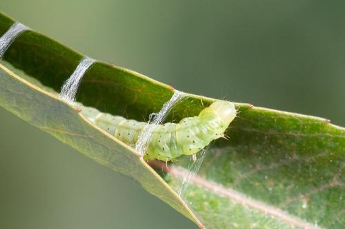 Réf. 311 422 : Agonopterix ocellana