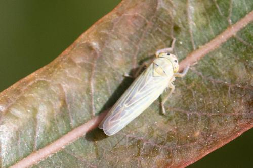Réf. 311 428 : Sagatus punctifrons