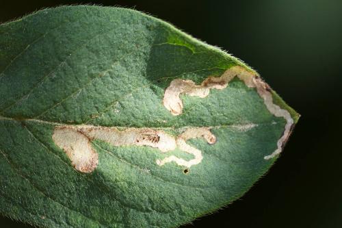Aulagromyza luteoscutellata