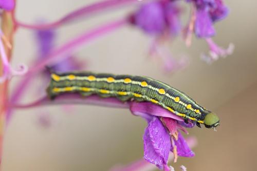 Hyles gallii