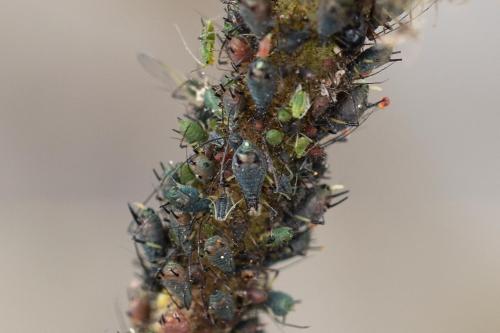 Réf. 311 480 : Uroleucon cichorii