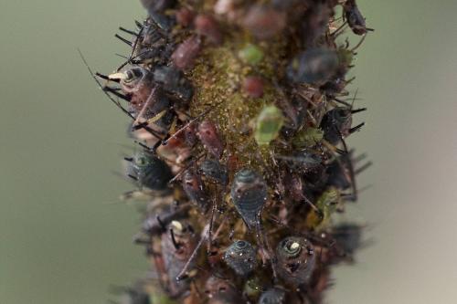 Uroleucon cichorii