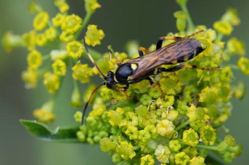 Réf. 311 617 : Ichneumon xanthorius