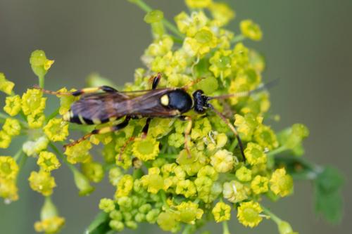 Réf. 311 618 : Ichneumon xanthorius