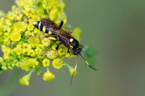 Réf. 311 619 : Ichneumon xanthorius