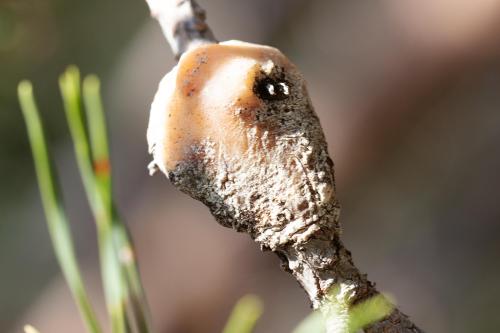 Retinia resinella