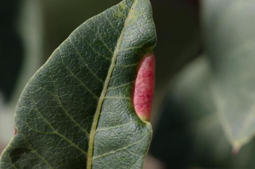 Réf. 311 768 : Forda marginata