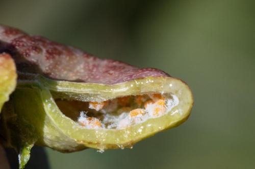 Forda formicaria