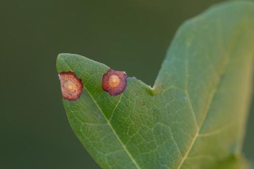 Réf. 311 782 : Drisina glutinosa