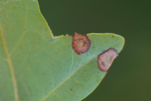 Réf. 311 783 : Drisina glutinosa