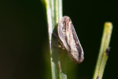 Philaenus spumarius