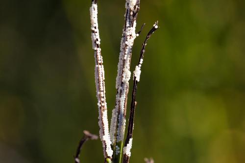 Noctua pronuba