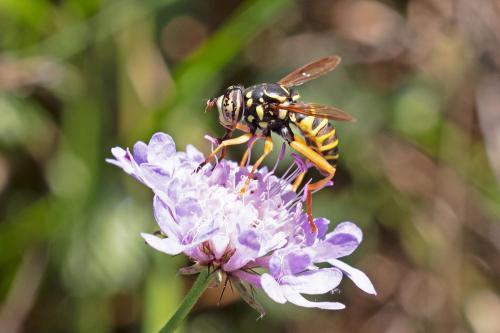Spilomyia saltuum