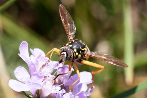Spilomyia saltuum