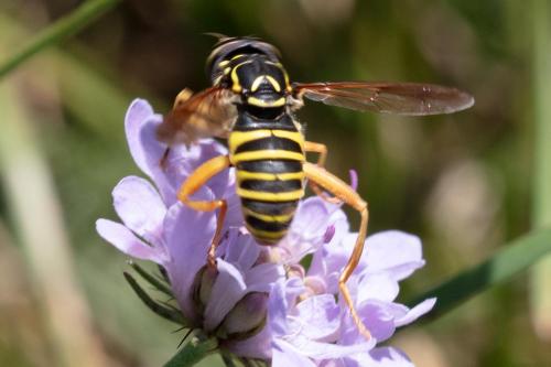 Spilomyia saltuum