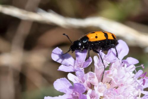 Mylabris connata