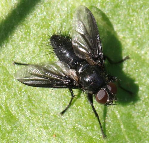 Réf. 311 862 : Nyctia halterata