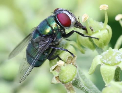 Réf. 311 064 : Chrysomya albiceps
