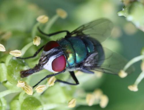 Réf. 311 065 : Chrysomya albiceps
