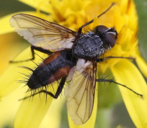 Réf. 311 811 : Eriothrix rufomaculata