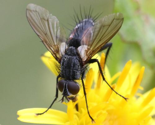 Réf. 311 810 : Eriothrix rufomaculata