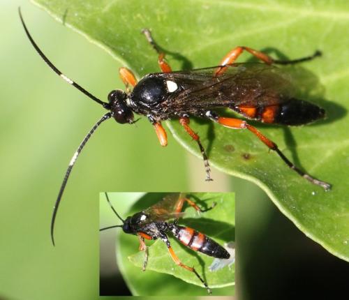 Ctenichneumon sp.