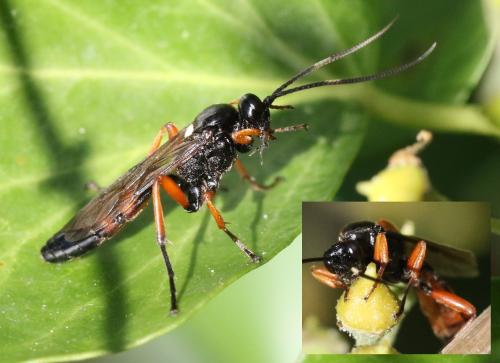 Réf. 311 084 : Ctenichneumon sp.