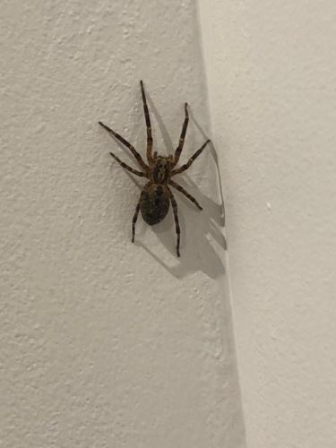 Zoropsis spinimana