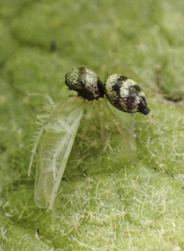 Heliophanus sp.